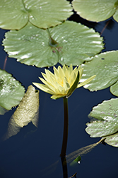 Trail Blazer Tropical Water Lily (Nymphaea 'Trail Blazer') at Stonegate Gardens