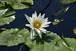 Marian Strawn Tropical Water Lily (Nymphaea 'Marian Strawn') at Stonegate Gardens