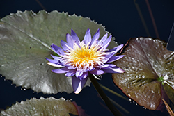 Alexis Tropical Water Lily (Nymphaea 'Alexis') at Stonegate Gardens