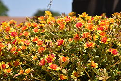 Fairytales Cinderella Portulaca (Portulaca grandiflora 'Cinderella') at Lakeshore Garden Centres