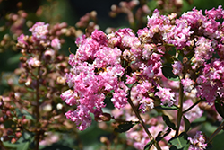 Bicolor Crapemyrtle (Lagerstroemia 'Bicolor') at Stonegate Gardens