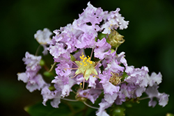 Early Bird Lavender Crapemyrtle (Lagerstroemia 'JD818') at Stonegate Gardens