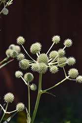 Rattlesnake Master (Eryngium yuccifolium) at Lakeshore Garden Centres