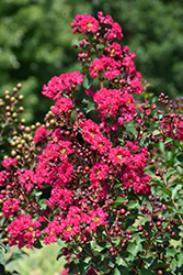 Ruffled Red Magic Crapemyrtle (Lagerstroemia 'PIILAG-VII') at Lakeshore Garden Centres