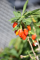 Firecracker Goji Berry (Lycium barbarum 'Firecracker') at Stonegate Gardens