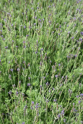 Blue Torch Fernleaf Lavender (Lavandula multifida 'Blue Torch') at Stonegate Gardens