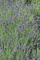 Ellagance Purple Lavender (Lavandula angustifolia 'Ellagance Purple') at Lakeshore Garden Centres