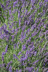 Forever Blue Lavender (Lavandula angustifolia 'Forever Blue') at Stonegate Gardens
