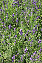 Hidcote Blue Apex Lavender (Lavandula angustifolia 'Hidcote Blue Apex') at Stonegate Gardens