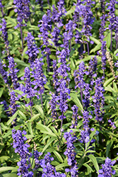 Velocity Blue Salvia (Salvia farinacea 'Velocity Blue') at Stonegate Gardens
