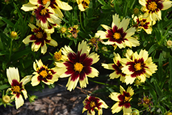 Super Star Tickseed (Coreopsis 'Super Star') at Lakeshore Garden Centres