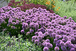 Millenium Ornamental Onion (Allium 'Millenium') at Lakeshore Garden Centres