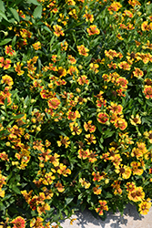 Salud Embers Sneezeweed (Helenium autumnale 'Balsaluemb') at Lakeshore Garden Centres