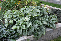 Alexander's Great Bugloss (Brunnera macrophylla 'Alexander's Great') at Lakeshore Garden Centres