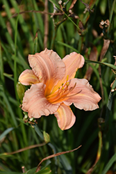 EveryDaylily Pink Wing Daylily (Hemerocallis 'VER0021') at A Very Successful Garden Center