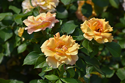 Tequila Supreme Rose (Rosa 'Meikokan') at Stonegate Gardens