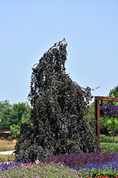 Purple Fountain Beech (Fagus sylvatica 'Purple Fountain') at Lakeshore Garden Centres