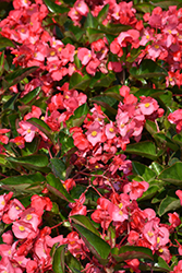 Whopper Rose Green Leaf Begonia (Begonia 'Whopper Rose Green Leaf') at Stonegate Gardens