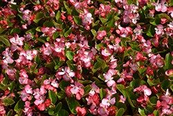 Volumia Rose Bicolor Begonia (Begonia 'Volumia Rose Bicolor') at Stonegate Gardens