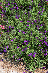 Mirage Deep Purple Autumn Sage (Salvia greggii 'Balmirdepur') at Stonegate Gardens