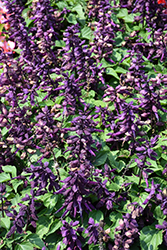Vista Purple Sage (Salvia splendens 'PAS3292') at Stonegate Gardens