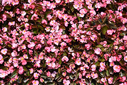 Bada Boom Pink Begonia (Begonia 'Bada Boom Pink') at Stonegate Gardens