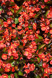 Volumia Scarlet Begonia (Begonia 'Volumia Scarlet') at Stonegate Gardens