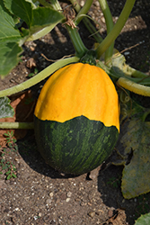 Bicolor Pear Gourd (Cucurbita pepo 'Bicolor Pear') at Stonegate Gardens