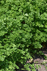 Triple Curled Parsley (Petroselinum crispum 'Triple Curled') at Stonegate Gardens
