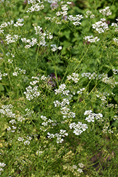 Santo Cilantro (Coriandrum sativum 'Santo') at Lakeshore Garden Centres