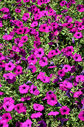 Easy Wave Violet Petunia (Petunia 'Easy Wave Violet') at Stonegate Gardens