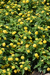 Lucky Yellow Lantana (Lantana camara 'Balucimyel') at Lakeshore Garden Centres