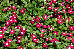 Pacifica Burgundy Halo Vinca (Catharanthus roseus 'Pacifica Burgundy Halo') at Stonegate Gardens