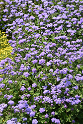 High Tide Blue Flossflower (Ageratum 'PAS347557') at Lakeshore Garden Centres