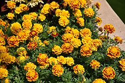 Bonanza Bee Marigold (Tagetes patula 'PAS2258') at Stonegate Gardens