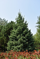 Black Hills Spruce (Picea glauca var. densata) at Lakeshore Garden Centres