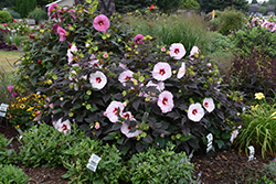 Summerific Perfect Storm Hibiscus (Hibiscus 'Perfect Storm') at Stonegate Gardens