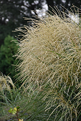 Encore Maiden Grass (Miscanthus sinensis 'Encore') at Stonegate Gardens