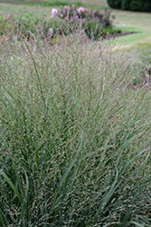 Cape Breeze Switch Grass (Panicum virgatum 'Cape Breeze') at Stonegate Gardens