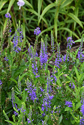 Royal Rembrandt Speedwell (Veronica 'Royal Rembrandt') at Stonegate Gardens