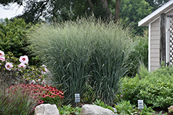 Prairie Winds Totem Pole Switch Grass (Panicum virgatum 'Totem Pole') at Stonegate Gardens