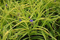 Charlotte's Web Spiderwort (Tradescantia x andersoniana 'Charlotte's Web') at Lakeshore Garden Centres