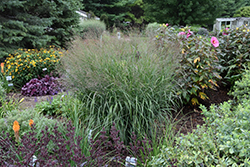 Prairie Winds Apache Rose Switch Grass (Panicum virgatum 'Apache Rose') at Lakeshore Garden Centres