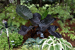 Distant Memory Elephant Ear (Colocasia 'Distant Memory') at Stonegate Gardens