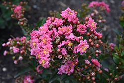 Barista Cool Beans Crapemyrtle (Lagerstroemia 'Cool Beans') at Stonegate Gardens