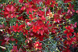 Sizzle And Spice Hot Paprika Tickseed (Coreopsis verticillata 'Hot Paprika') at Lakeshore Garden Centres