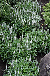 White Wands Speedwell (Veronica 'White Wands') at Lakeshore Garden Centres