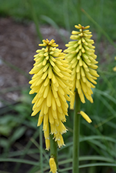 Gold Rush Torchlily (Kniphofia 'Gold Rush') at Stonegate Gardens