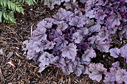 Pink Panther Coral Bells (Heuchera 'Pink Panther') at Lakeshore Garden Centres