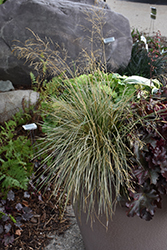 Northern Lights Tufted Hair Grass (Deschampsia cespitosa 'Northern Lights') at A Very Successful Garden Center